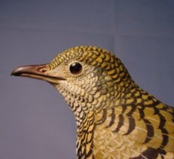 バードカービング・トラツグミ・木の鳥 4枚目の画像