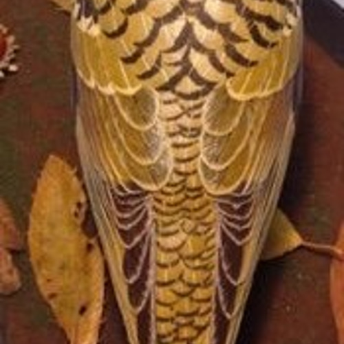 バードカービング・トラツグミ・木の鳥 彫刻 ありむら工房 通販 バードカービング・トラツグミ・木の鳥 彫刻 ありむら工房 通販