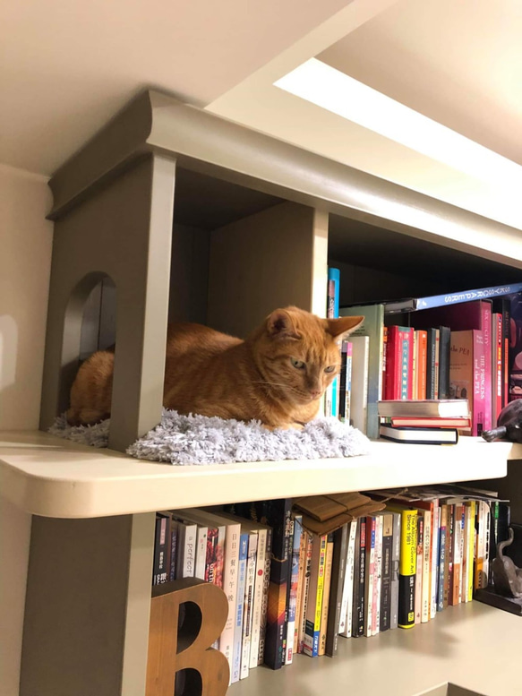 窗邊上的貓窩/貓在書櫃上睡著了 第4張的照片
