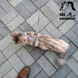 zoomur啾毛【莓好喵散步組合】不易掙脫 貓胸背帶 設計拉繩 第8張的照片