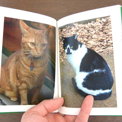 猫 写真集 文庫サイズ World Neko 3 2枚目の画像