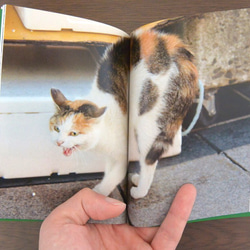 猫 写真集 文庫サイズ World Neko 3 3枚目の画像