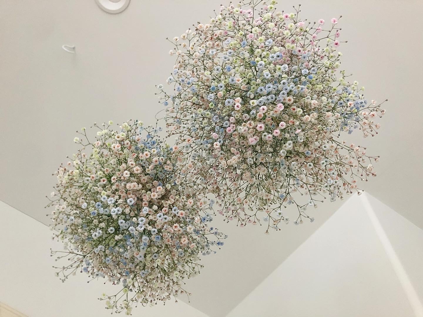 flower cloud  " sunrise "  かすみ草 フレッシュ ドライフラワー リース ブーケ