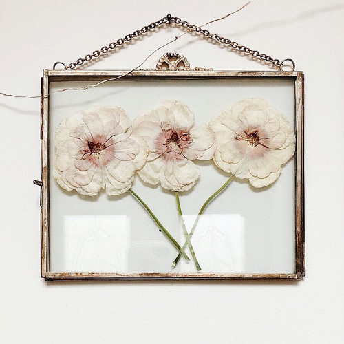 ラナンキュラスの押し花 ガラスフレーム入り アートフラワー rendez  