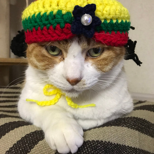 ☆ドクターX出演猫のベンケーシーコスプレ猫帽子 おもちゃ・ペット小物