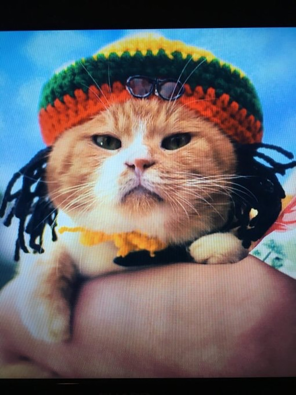 ★ドクターxに出演に猫のベンケーシーのコスプレ帽子 5枚目の画像