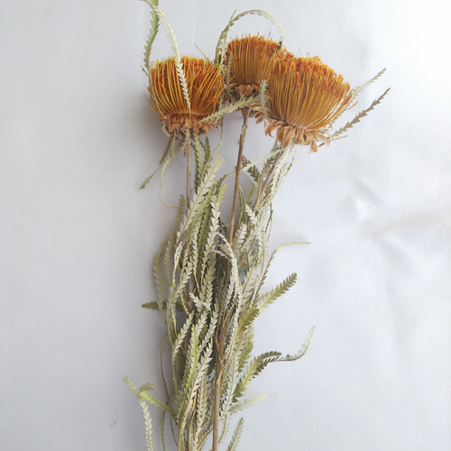 ドライアンドラフォルモーサ 3本セット ドライフラワー mamemona 通販