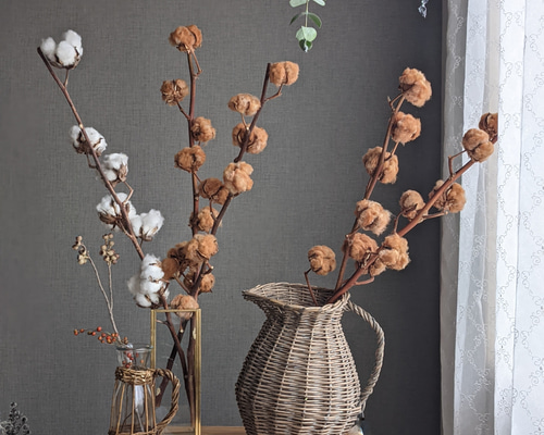 テディベア色のコットンツリー コットンフラワー ドライフラワー