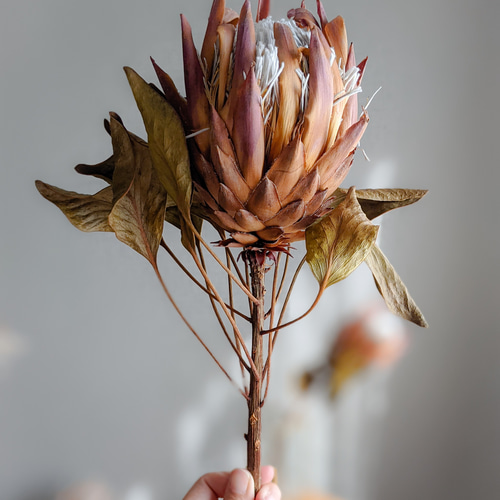 キングプロテア》レッドレックス ドライフラワー mamemona 通販