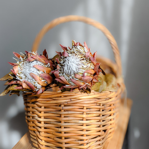 キングプロテア》レッドレックス ドライフラワー mamemona 通販