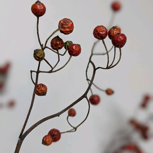 あったか色》野バラの実ドライフラワー ドライフラワー mamemona 通販