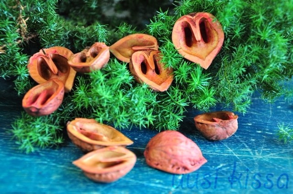 くるみの殻（赤く染めたもの）10欠片・（A級品）観葉植物・リース素材