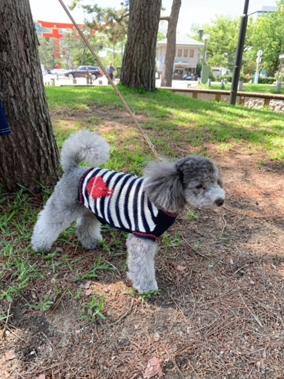 犬服　ヨット柄マリンニット 3枚目の画像