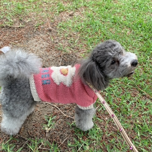 犬服デイジー☆様ハンドメイド