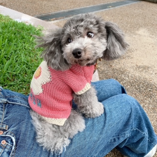 犬服デイジー☆様ハンドメイド