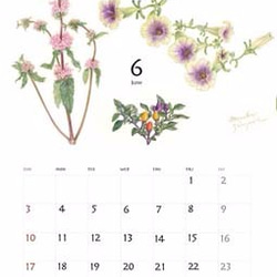 2018年版　色鉛筆で描いた植物のカレンダーA4中綴じ2つ折りタイプ 4枚目の画像