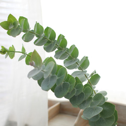 ユーカリフレッシュ＊銀世界 (生花) (スワッグ・リース・装飾素材