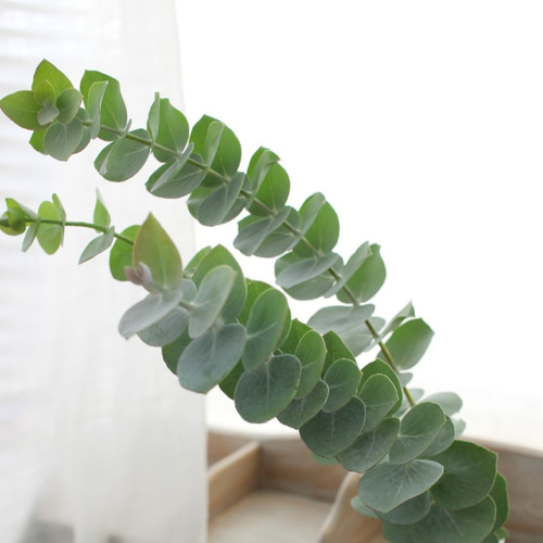 ☘️ユーカリ銀世界★フレッシュリーフ＊たっぷり☘️メルカリ便80サイズ ユーカリ銀世界／フレッシュ／80サイズ - メルカリ