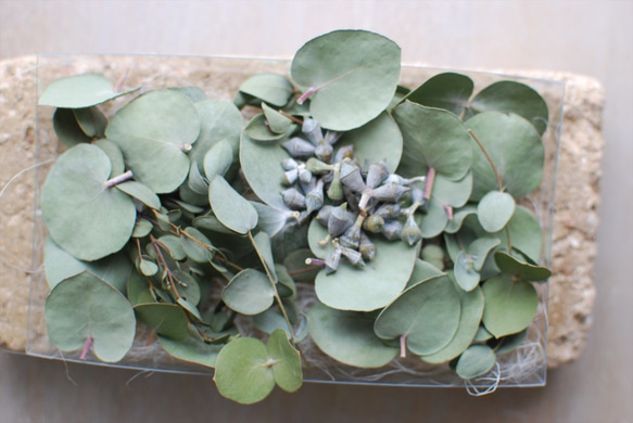 ユーカリ・リーフセット | ドライ素材/ドライリーフ ドライフラワー  