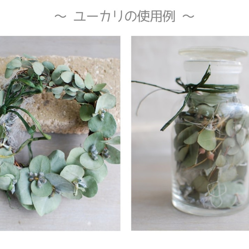 ユーカリ・リーフセット | ドライ素材/ドライリーフ ドライフラワー  