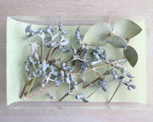 ドライフラワー　ユーカリ リーフ② ユーカリ蕾付き小枝 ドライフラワー | ドライ素材/ドライリーフ