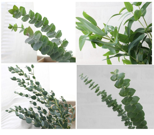 ふ箱☆無農薬☆ユーカリ フレッシュ カット ドライ（スワッグ リース 研ぐ 