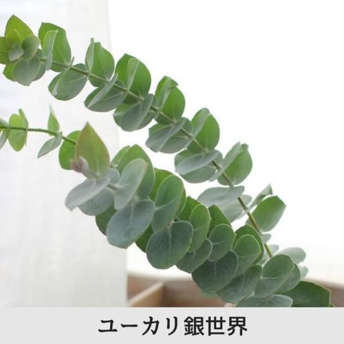 ユーカリフレッシュ＊様々な種類セット | スワッグ・リース・装飾素材