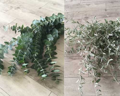 ✥ ミツバハマゴウ ✥ ユーカリポポラス ✥ ロシアンオリーブ ✥ フレッシュ ✥ ミツバハマゴウ ✥ ユーカリポポラス ✥ ロシアンオリーブ