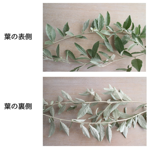 ユーカリ銀世界＆ロシアンオリーブ＊フレッシュ(生花) | スワッグ
