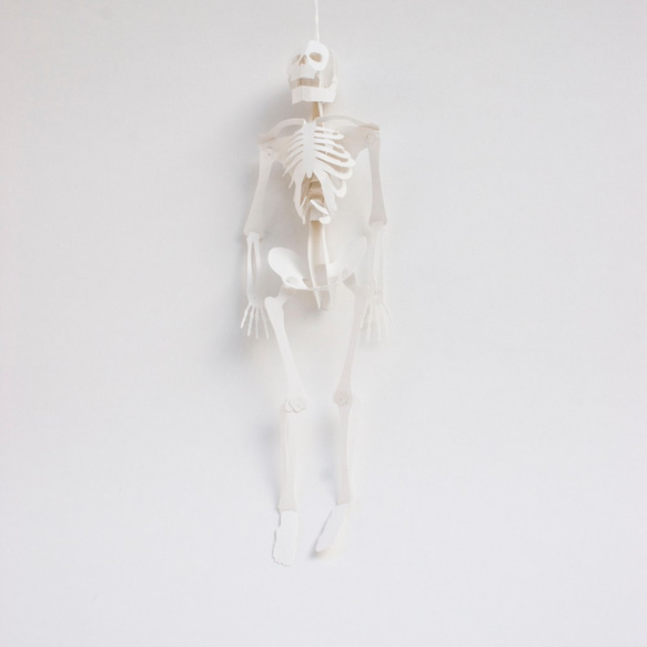 紙ほね01 人体骨格模型キット [ A5 / ミランダ スノーホワイト] 6枚目の画像
