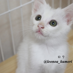 ♡可愛い保護猫のポストカード♡ 3枚目の画像