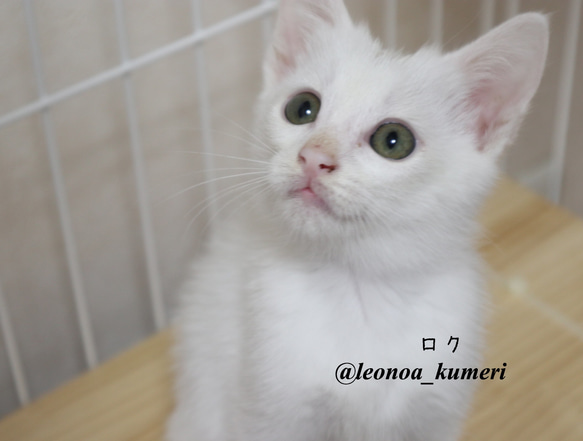 ♡可愛い保護猫のポストカード♡ 3枚目の画像