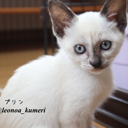 ♡可愛い保護猫のポストカード♡ 4枚目の画像