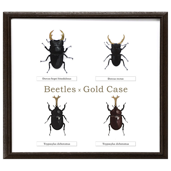 金箔 甲虫×金ツノ 標本風スマホケース【カブトムシ/クワガタ