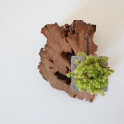 driftwood moss vase s 4枚目の画像