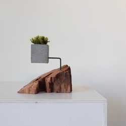 driftwood moss vase s 5枚目の画像