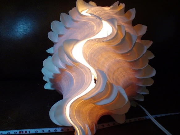 4.4Kg 逸品 大型 ヒレ シャコガイ ランプ ライト 貝 シェル 2枚目の画像