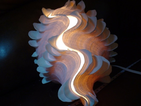 4.4Kg 逸品 大型 ヒレ シャコガイ ランプ ライト 貝 シェル 3枚目の画像