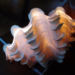 4.4Kg 逸品 大型 ヒレ シャコガイ ランプ ライト 貝 シェル 4枚目の画像