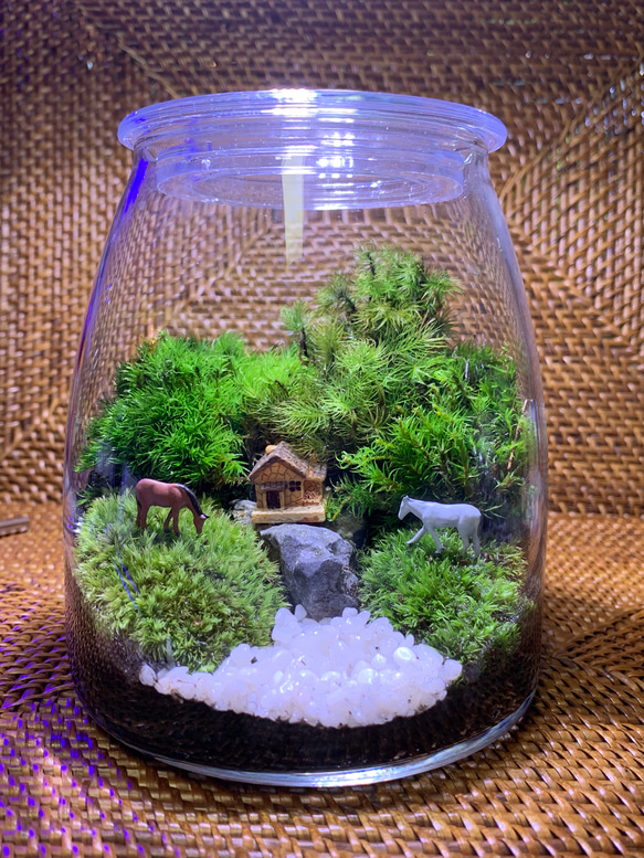 No.298 【m..ページ】　苔テラリウム　苔アート　完成品 257 苔アート 苔テラリウム 完成品 テラリウム ✴︎green earth