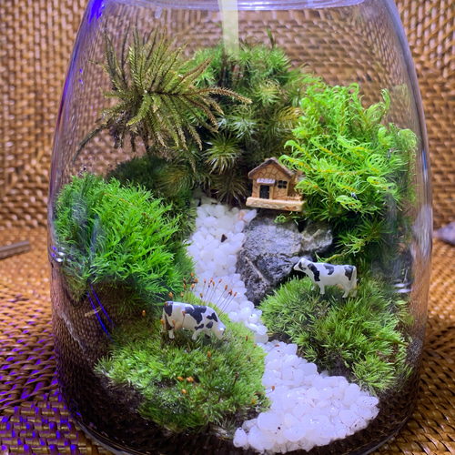 苔テラリウム 苔 コケリウム 苔リウム 苔盆栽 苔アート 苔テラリウム 苔 コケリウム 苔リウム 苔盆栽 苔アート