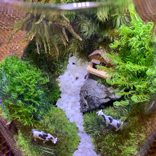 No.268 苔アート 苔テラリウム 完成品 No.300 苔アート 苔テラリウム 食虫