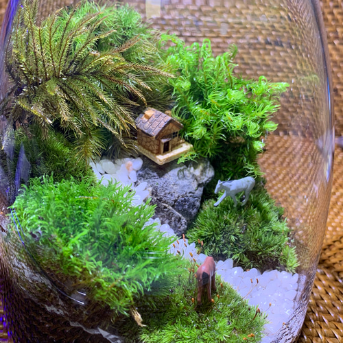 苔テラリウム 苔 苔リウム コケリウム 苔盆栽 苔アート テラリウム