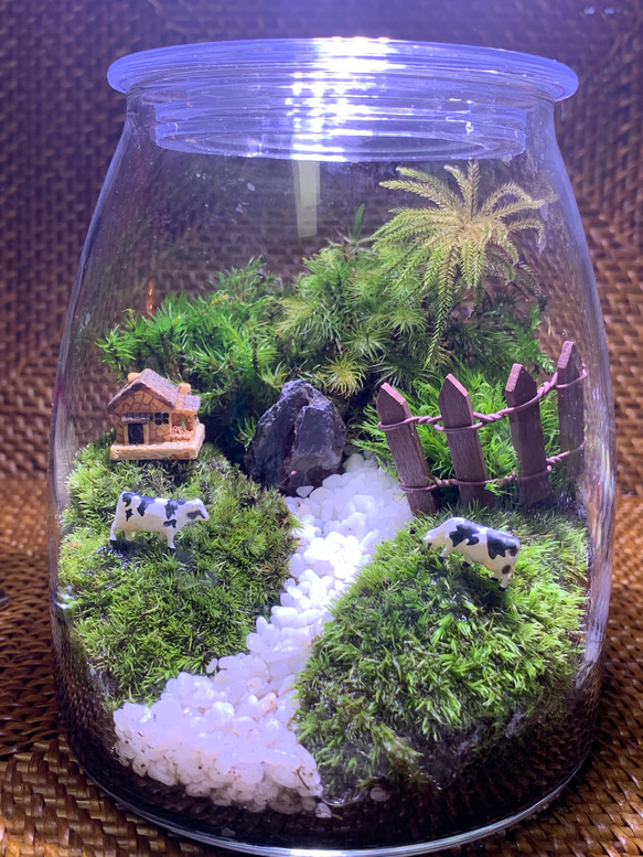 マコデスペトラの苔テラリウム 完成品 テラリウム コケテラリウム