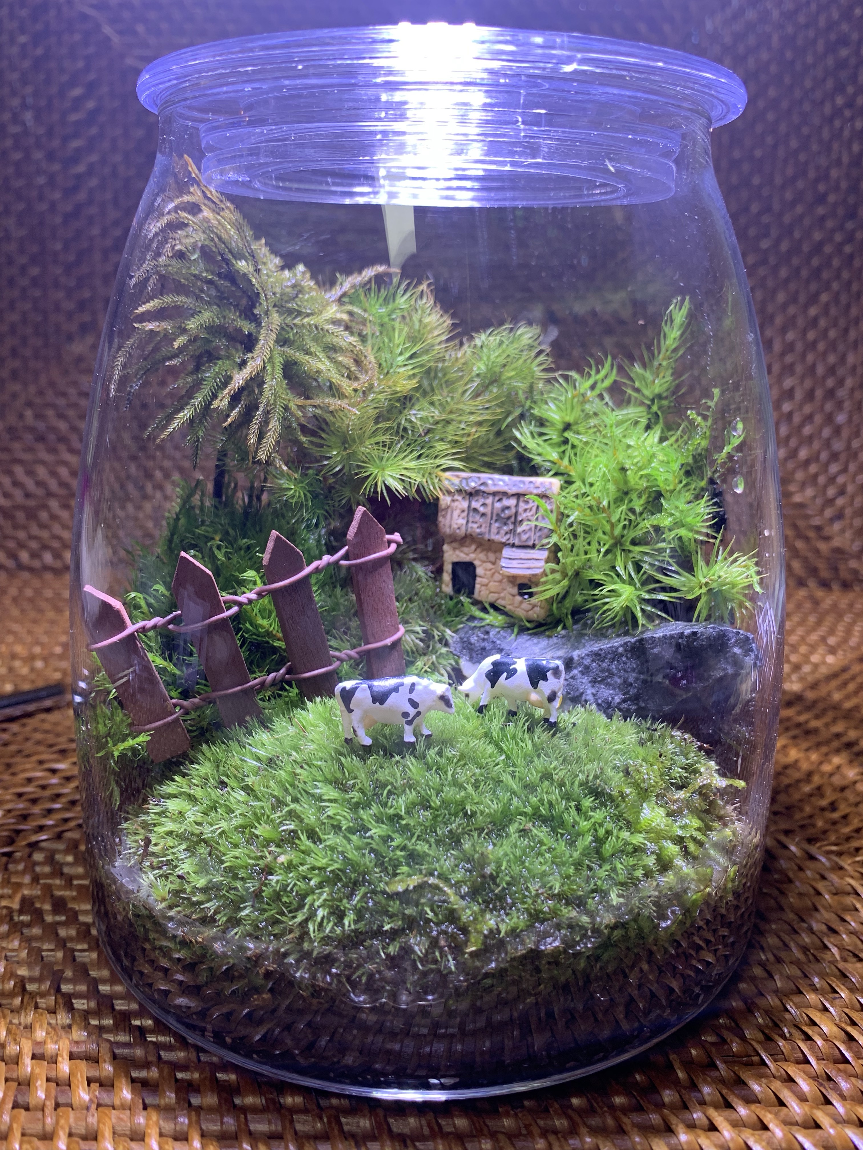 ❣️苔アート❣️ シャネイル様❣️苔リューム❣️オーダー4点セット❣️送料込み❣️ ❣️苔アート❣️ シャネイル様❣️苔リューム❣️オーダー4点