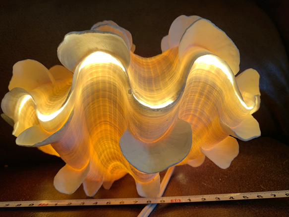 ヒレジャコガイのランプ