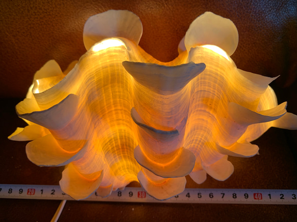 ヒレシャコガイ ヒレジャコガイ 貝 ランプ ライト 癒しの光 B 2枚目の画像