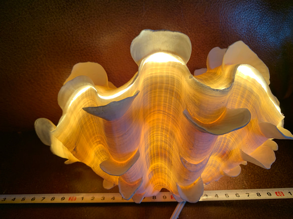 ヒレシャコガイ ヒレジャコガイ 貝 ランプ ライト 癒しの光 B 3枚目の画像
