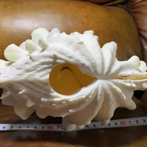 ヒレジャコガイのランプ