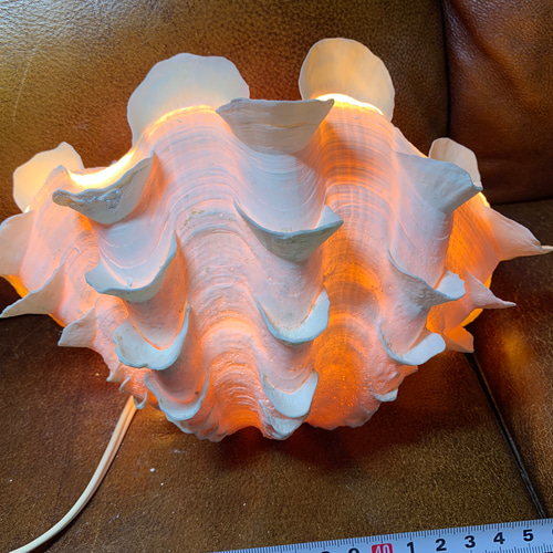 ヒレジャコガイのランプ